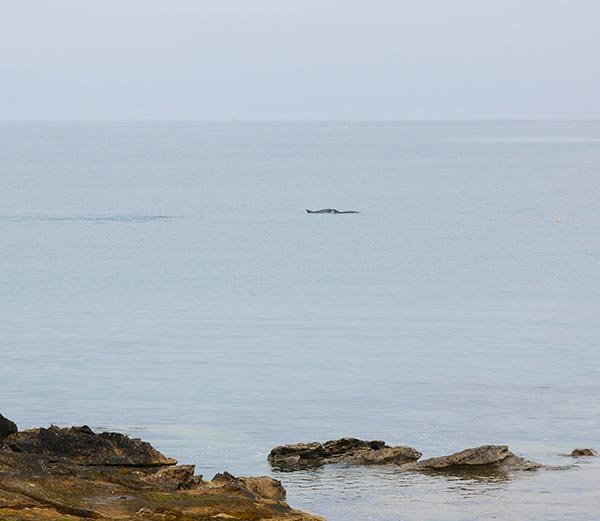 Dolphins at West Beach Caravan Park Stony Beach