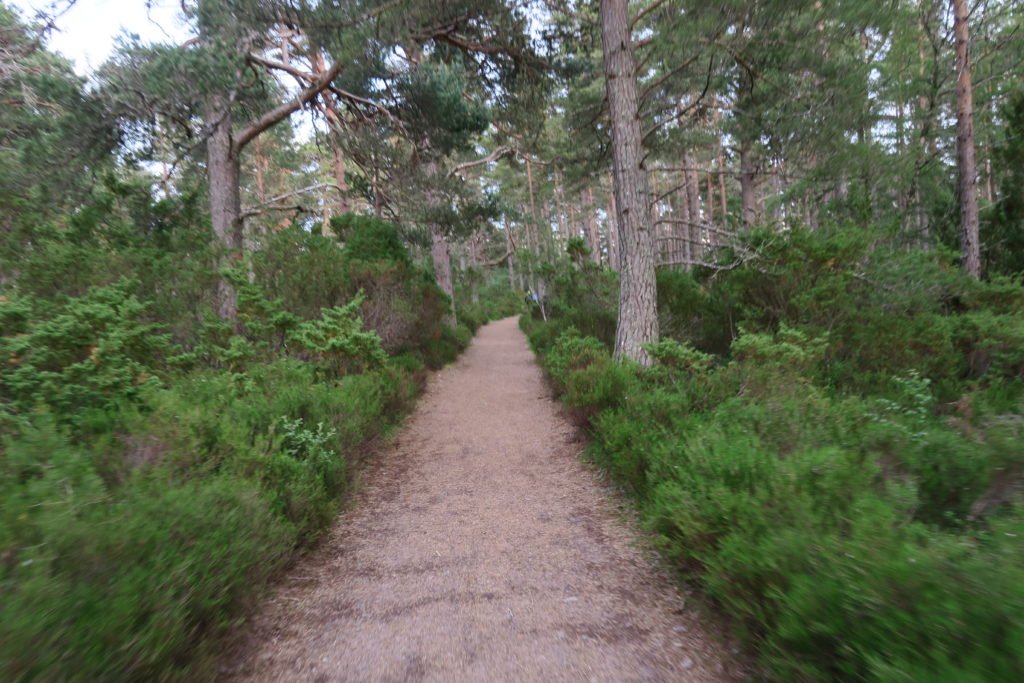 One of the many paths around Rothiemurchus