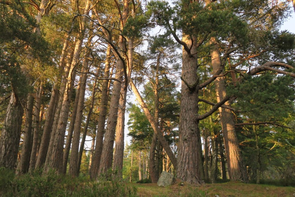 Forest around Rothiemurchus